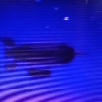 MissouriMels's profile picture. American Wife and Mother. Lurker in all your shows. Keep up the fight Patriots