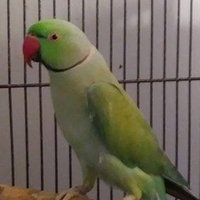 Trump2024_no_matter_what (@kabcbt5alw10391) 's Twitter Profile