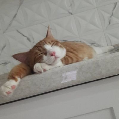 simplejimmy12's profile picture. همه عنن