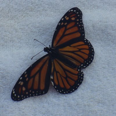 lqo_go90651's profile picture. God Fearing, Gun Loving, Love of Country Conservative!
#MAGA #TRUMP2024