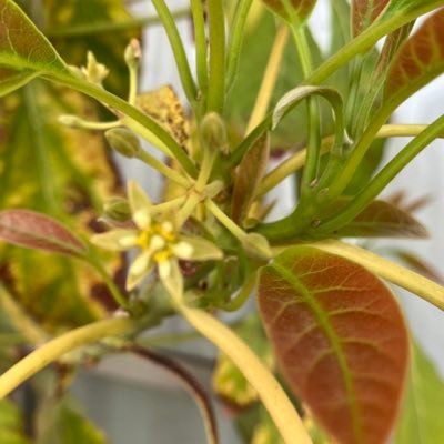 f6SlkwiXDv96387's profile picture. 家庭が大切/観葉植物/コ-ヒ-/モルック/世界平和/信教の自由/