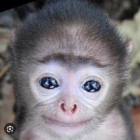 monkey with big eyes (@monkeybigeyes) 's Twitter Profile