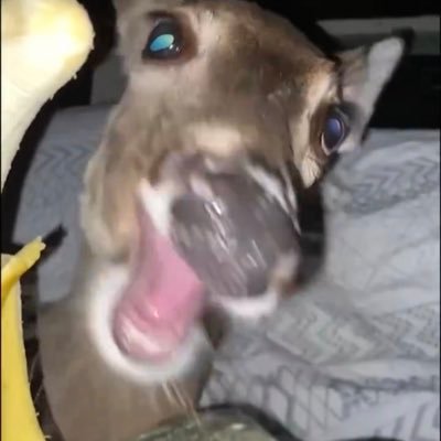 betatested_'s profile picture. dumb deer | 19