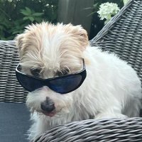 ThatFoolTobias (@thatfooltobias) 's Twitter Profile