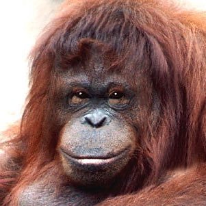 cPaL9EOQwY545's profile picture. EU, OSCE and UN SrExpert. Media ; Human Rights ; Governance ; Economic, Electoral & Political Affairs. RT ≠ endorsement. En somme, bien sous tous rapports :)