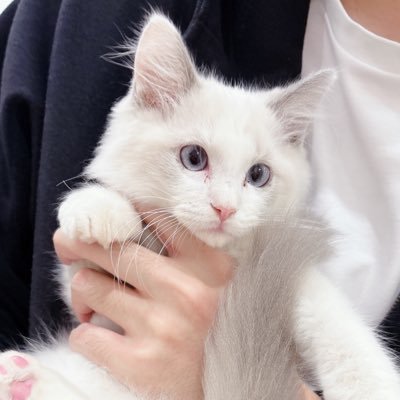 こばと🕊さんのプロフィール画像