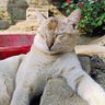 KisharNath's profile picture. I post about Machine learning & Ai /Programming thhings