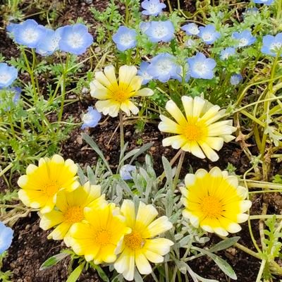 Kinako−10−10💛（きなこ） (@Kinako11_28) / Posts / X