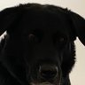 CraufurdRobert's profile picture. Interests include aviation, golf, digital assets, darts and animals.