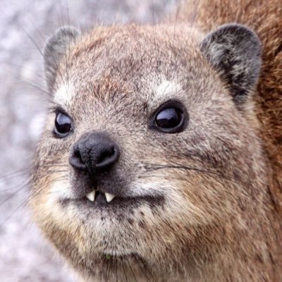 Hyraxfangs's profile picture. Conservative, Ph.D, Patriot, Jersey Girl, Board of Ed member, ex-Pharma, lover of ferrets and hyraxes