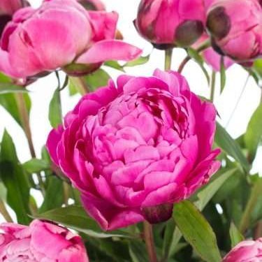 Maseklary's profile picture. 31/Female/Germany/
Aroace 🧡💛🤍🩵💙 
Sometimes crazy