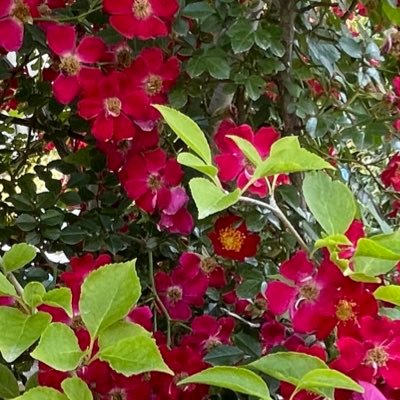 tsukihana2gekka's profile picture. 手作り巡り、スイーツ巡り、オタクな趣味を、垂れ流しする趣味垢です。どえらい前に、成人済み。ローン及びエロ垢、断固お断り❌状況次第で🗝をつけたり外したりします🙇‍♀️