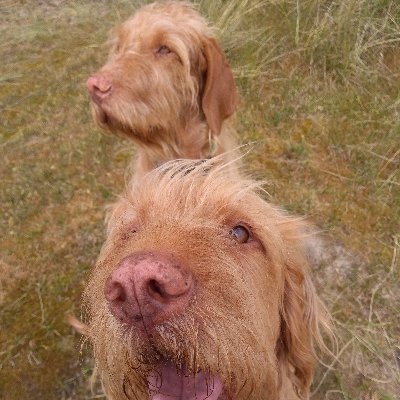 barbarabro17361's profile picture. Brexiteer. I back @RupertLoweMP . @RupertLoweMP for PM Stop Net Zero ., Stop the boats!  Love my dogs / greenhouse/plants .  Time is short, eat pudding first !