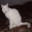 jemedetuvigi's profile image