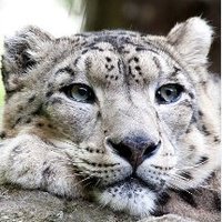 Doris (@gottalaugh62) 's Twitter Profile