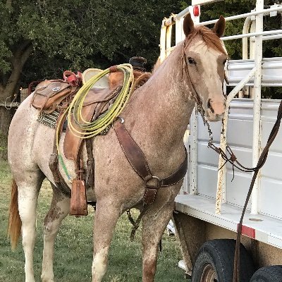 Follower of Christ, Cowboy, fence builder, glove reviewer, bunchquitter.