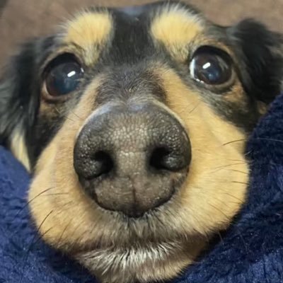 oqkd9yZQez52815's profile picture. 