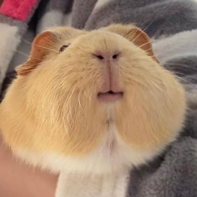 Martin_Thorgy's profile picture. :3 (-w-) 
They/them