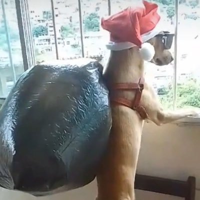 AhhdogSol's profile picture. $AhhDog Solona Memecoin - $AhhDog will make you rich