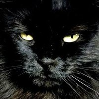 sunny despises trump (@ge_mu33378) 's Twitter Profile