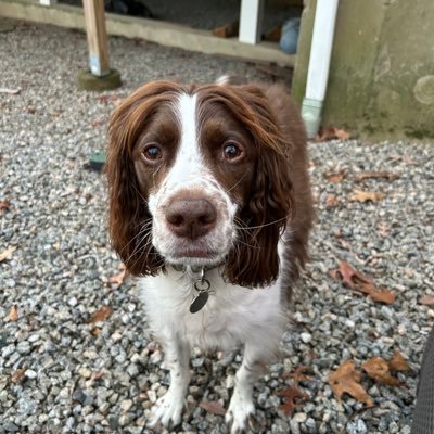your4432's profile picture. I love all animals
