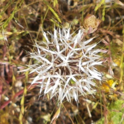 TokO281142200's profile picture. The greatness of a nation and its moral progress can be judged by the way its animals are treated.
-Gandhi