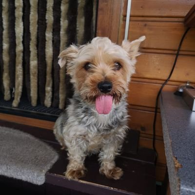 SSzezen's profile picture. 