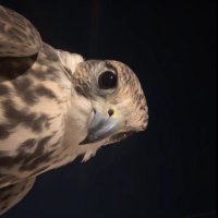 🇯🇴⚜️farah⚜️🇯🇴 (@farah__0151) 's Twitter Profile