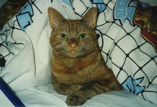 CharlieHarperMD's profile picture. 