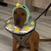 Pumpkin 2028 (@pumpkinparton) Twitter profile photo Pumpkin 2028 (@pumpkinparton) Twitter profile photo