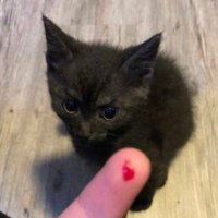 あぷねぇ! (@vinsqn_) 's Twitter Profile Photo あぷねぇ! (@vinsqn_) 's Twitter Profile Photo