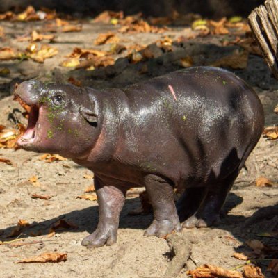 Born June 3rd 2024, Toni's name was inspired by popular football player Antonio Rüdiger. Toni is becoming the visitors favorite attraction @zooberlin