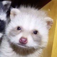 anadroj (@jojopalmitex) 's Twitter Profile