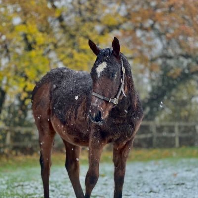 Foaling, prep, sales and all aspects of bloodstock at beautiful Kingwood Stud in Lambourn
