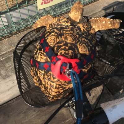 40歳 陸ガメ4頭飼ってます 「バブ✖️2 」17歳 8歳 「ホシ✖️2 」12歳 7歳 亀飼いですが動物は全部いける口です〜jingchuanshunyi8383インスタ20年ぶりに釣りしだしました