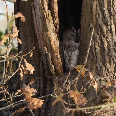Hayley 🌿_CleySpy🦉_Wymondham Nature Group 🍂 _Toad Patrol🐸 🔦 _Photos 📷 _Drawing 🎨 _Comedy 🙃_Runner👟 _Books& Birder_🪶 🦋BSky - https://t.co/Hdl6OjXe8j