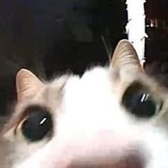 Toasty_Angelz's profile picture. ⊹₊ㆍ꒰ঌㆍYIPPE .ᐟㆍ໒꒱ㆍ₊⊹
⊹˚.➜Multifandom Artist!!
⋆Current hyperfixation Hannibalnbc⋆
⊹ Ph1lzA Crow ᴖᗜᴖ .ᐟ.ᐟ