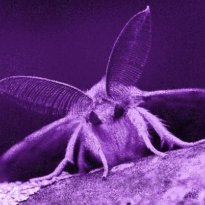 ol1vver's profile picture. i participate in and enjoy human activities, i am a human male