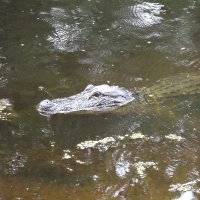 David R Fletcher (@fletchtex48) 's Twitter Profile