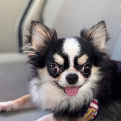 BWK5zGBCBT85298's profile picture. 孫５歳と４歳毎週1回仕事をして居る娘の為に３０分かけて朝６時半にはお迎えに行き子守して、日々は制服のリフォームの仕事して忙しくしている主婦です。