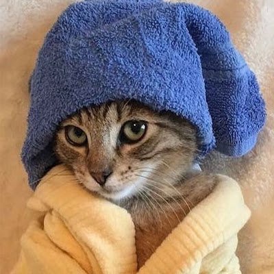 Hi there. Demistraight, he/him. lover of anime, manga, novels, comics. I watch horror and old school movies ever now and then—cat and raccoon lover.
