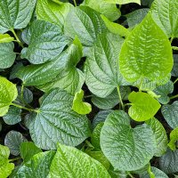 Leaf Leaf (@leafleaf141519) 's Twitter Profile