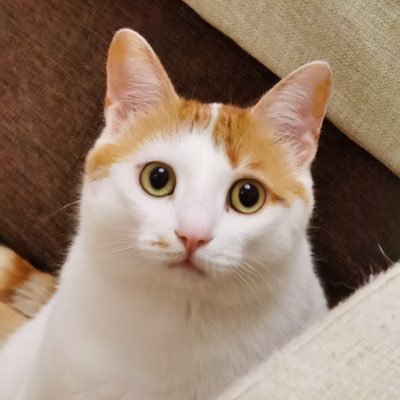 Viki_hulala's profile picture. 中文 & English ok