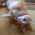 ビューティーキャット (@fishcare4) Twitter profile photo ビューティーキャット (@fishcare4) Twitter profile photo