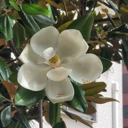 KuniRose7's profile picture. 家族大切｜地域交流目指します｜カープ好き｜左傾化反対｜年齢関係なくいろいろ挑戦します。