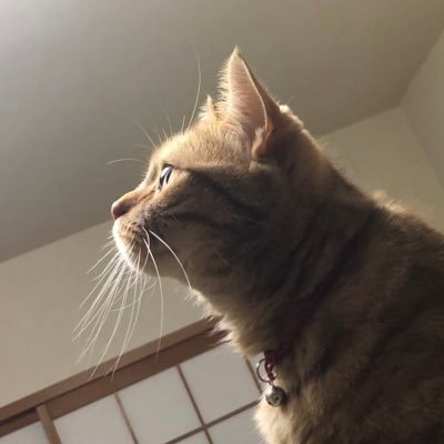toki.(16)さんのプロフィール画像