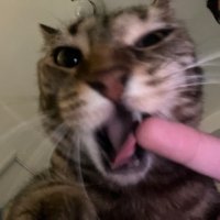 HazelLuvsSprinklez (@xrevengearc) 's Twitter Profile