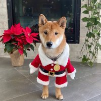 Floki Santa - Sol (@flokisantasol) 's Twitter Profile