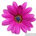 🌙 ayyildiz (@esmer112112112) Twitter profile photo 🌙 ayyildiz (@esmer112112112) Twitter profile photo