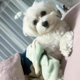 El_Dustin101's profile picture. From Malaysia and living in Pennsylvania. Likes: Travelling & Exploring Cultures. Own a graphic design company. 🌺Nature Lover🌺!! FOLLOW MY JOURNEY!❤️NO PORN🚫